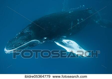 Humpback whale (Megaptera novaeangliae), San Benedicto, Revillagigedo Islands, Mexico, Central America View Large Photo Image Stock Photo - Humpback whale (Megaptera novaeangliae), San Benedicto, Revillagigedo Islands, Mexico, Central America. Fotosearch