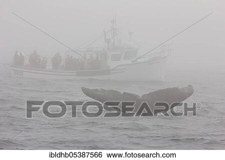 Humpback whale (Megaptera novaeangliae), Whale Watching, Brie, Iceland, Canada, Europe View Large Photo Image Stock Photograph - Humpback whale (Megaptera novaeangliae), Whale Watching, Brie, Iceland, Canada, Europe. Fotosearch