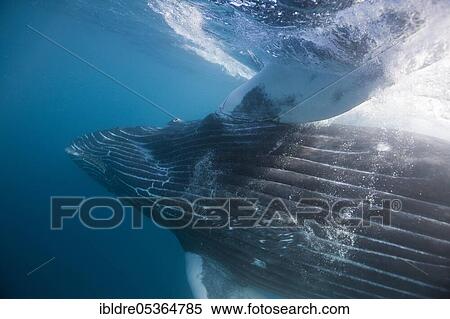 Stock Photography - Humpback whale (Megaptera novaeangliae), Socorro, Revillagigedo Islands, Mexico, Central America. Fotosearch