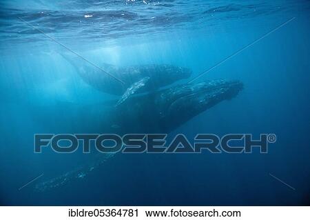 Humpback whales (Megaptera novaeangliae), mother and calf, Socorro, Revillagigedo Islands, Mexico, Central America View Large Photo Image Stock Image - Humpback whales (Megaptera novaeangliae), mother and calf, Socorro, Revillagigedo Islands, Mexico, Central America. Fotosearch