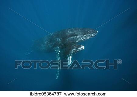 Stock Photo - Humpback whales (Megaptera novaeangliae), mother and calf, Socorro, Revillagigedo Islands, Mexico, Central America. Fotosearch