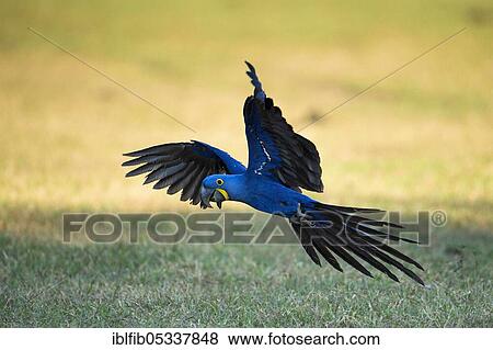 Hyacinth macaw (Anodorhynchus hyacinthinus), flying, Mato Grosso du Sul, Brazil, South America View Large Photo Image Stock Photo - Hyacinth macaw (Anodorhynchus hyacinthinus), flying, Mato Grosso du Sul, Brazil, South America. Fotosearch