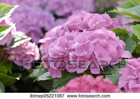 Hydrangea, hydrangea macrophytes View Large Photo Image Stock Photo - Hydrangea, hydrangea macrophytes. Fotosearch
