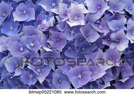 Hydrangea, hydrangea macrophytes View Large Photo Image Stock Photography - Hydrangea, hydrangea macrophytes. Fotosearch