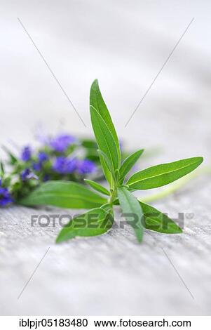 Hyssop (Hyssopus officinalis) View Large Photo Image Stock Image - Hyssop (Hyssopus officinalis). Fotosearch