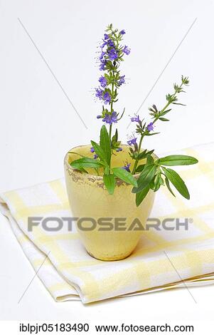 Stock Image - Hyssop (Hyssopus officinalis). Fotosearch