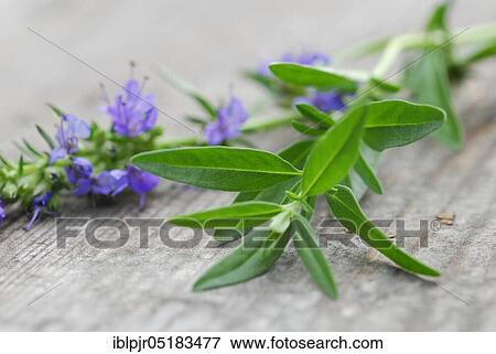 Hyssop (Hyssopus officinalis) View Large Photo Image Stock Photo - Hyssop (Hyssopus officinalis). Fotosearch