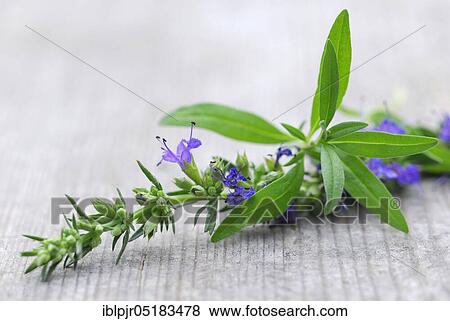 Stock Photo - Hyssop (Hyssopus officinalis). Fotosearch