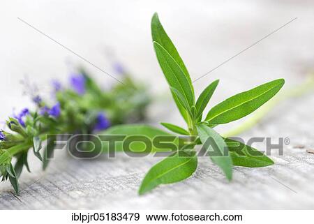 Stock Photo - Hyssop (Hyssopus officinalis). Fotosearch