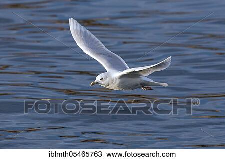 Stock Image - Icelandic gull (Larus glaucoides) flying over water in winter, Iceland, Europe. Fotosearch