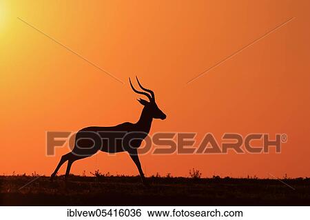 Stock Photograph - Impala (Aepyceros melampus), male, Kariega Game Reserve, Western Cape, South Africa, Africa. Fotosearch