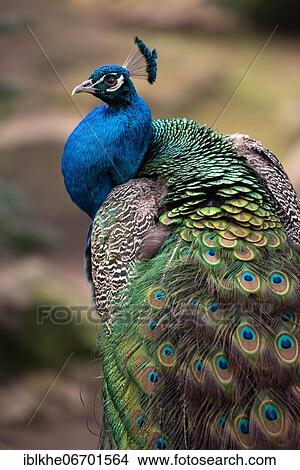 Indian peafowl (Pavo cristatus), captive, Occurrence Asia View Large Photo Image Picture - Indian peafowl (Pavo cristatus), captive, Occurrence Asia. Fotosearch
