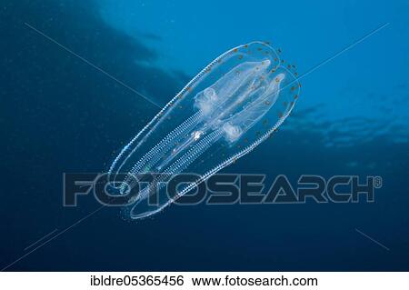 Iridescent ribbed jellyfish, Ctenphora, Guadalupe Island, Mexico, Central America View Large Photo Image Stock Photograph - Iridescent ribbed jellyfish, Ctenphora, Guadalupe Island, Mexico, Central America. Fotosearch