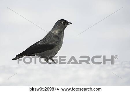 Picture - Jackdaw (Corvus monedula). Fotosearch