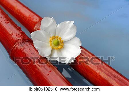 Stock Photo - Japanese autumn anemone, flower on bamboo sticks (Anemone hupehensis var. japonica), Japanese anemone, Japanese anemone, bamboo. Fotosearch