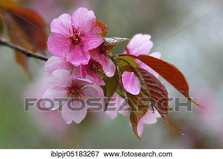 Stock Photo - Japanese decorative cherry, prune, cherry plum. Fotosearch
