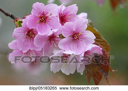 Japanese decorative cherry, prune, cherry plum View Large Photo Image Stock Photography - Japanese decorative cherry, prune, cherry plum. Fotosearch