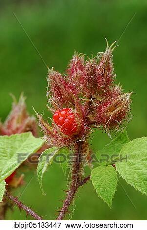 Stock Photo - Japanese Wineberry (Rubus phoenicolasius). Fotosearch