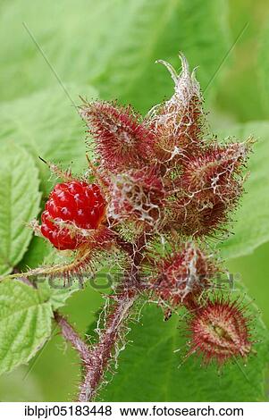 Japanese Wineberry (Rubus phoenicolasius) View Large Photo Image Stock Photo - Japanese Wineberry (Rubus phoenicolasius). Fotosearch