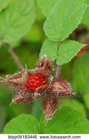 Japanese Wineberry (Rubus phoenicolasius) View Large Photo Image Stock Photograph - Japanese Wineberry (Rubus phoenicolasius). Fotosearch