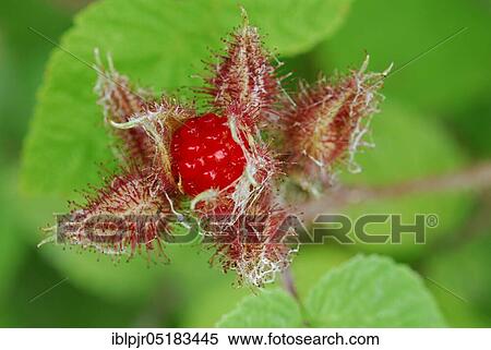 Stock Photography - Japanese Wineberry (Rubus phoenicolasius). Fotosearch