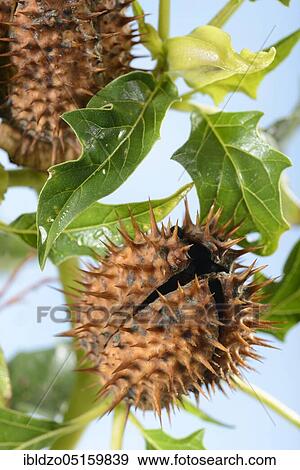 Jimson Weed e View Large Photo Image Stock Photo - Jimson Weed e. Fotosearch