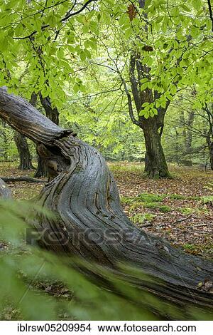 Jungle Baumweg, Oldenburger Münsterland, Lower Saxony, Germany, Europe View Large Photo Image Picture - Jungle Baumweg, Oldenburger Münsterland, Lower Saxony, Germany, Europe. Fotosearch