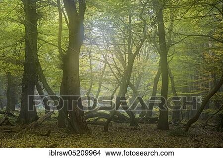 Jungle Baumweg, Oldenburger Münsterland, Lower Saxony, Germany, Europe View Large Photo Image Picture - Jungle Baumweg, Oldenburger Münsterland, Lower Saxony, Germany, Europe. Fotosearch