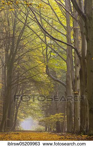 Jungle Baumweg, Oldenburger Münsterland, Lower Saxony, Germany, Europe View Large Photo Image Stock Image - Jungle Baumweg, Oldenburger Münsterland, Lower Saxony, Germany, Europe. Fotosearch