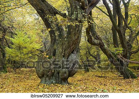 Stock Photo - Jungle Baumweg, Oldenburger Münsterland, Lower Saxony, Germany, Europe. Fotosearch
