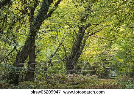 Stock Photo - Jungle Baumweg, Oldenburger Münsterland, Lower Saxony, Germany, Europe. Fotosearch