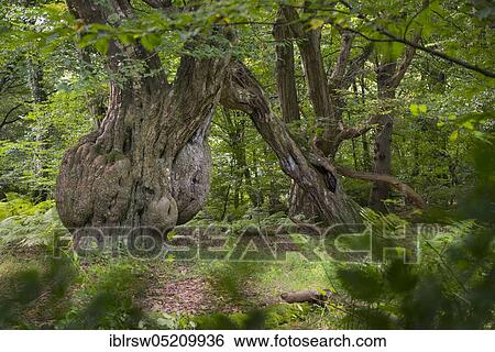 Jungle Baumweg, Oldenburger Münsterland, Lower Saxony, Germany, Europe View Large Photo Image Stock Photograph - Jungle Baumweg, Oldenburger Münsterland, Lower Saxony, Germany, Europe. Fotosearch