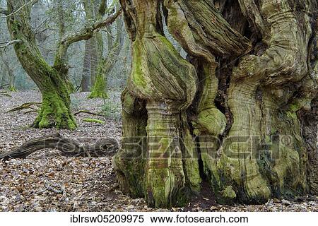 Stock Photography - Jungle Baumweg, Oldenburger Münsterland, Lower Saxony, Germany, Europe. Fotosearch