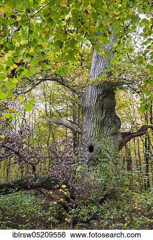 Stock Photograph - Jungle Hasbruch, Hude, Lower Saxony, Germany, Europe. Fotosearch