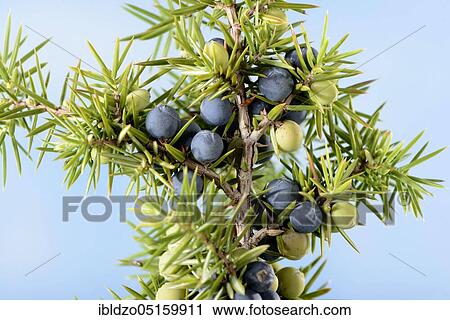 Stock Image - Juniper berries (Juniperus). Fotosearch