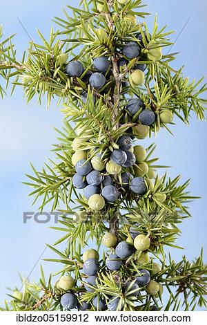Juniper berries (Juniperus) View Large Photo Image Stock Image - Juniper berries (Juniperus). Fotosearch