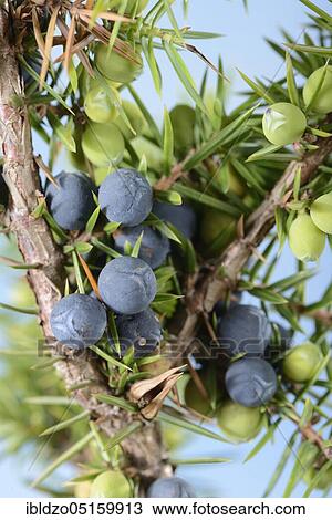 Juniper berries (Juniperus) View Large Photo Image Stock Image - Juniper berries (Juniperus). Fotosearch