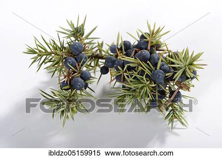 Stock Photography - Juniper berries (Juniperus). Fotosearch