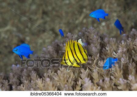 Juvenile eight-banded butterflyfish and blue sapphire demoiselles (Chaetodon octofasciatus), Chrysiptera cyanea, Russell Islands, Solomon Islands, Oceania View Large Photo Image Picture - Juvenile eight-banded butterflyfish and blue sapphire demoiselles (Chaetodon octofasciatus), Chrysiptera cyanea, Russell Islands, Solomon Islands, Oceania. Fotosearch