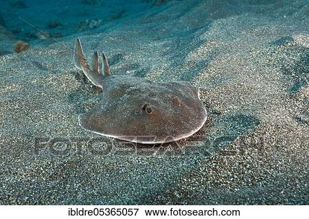 Stock Photo - Juvenile giant tremor ray, Narcine entemedor, San Benedicto, Revillagigedo Islands, Mexico, Central America. Fotosearch