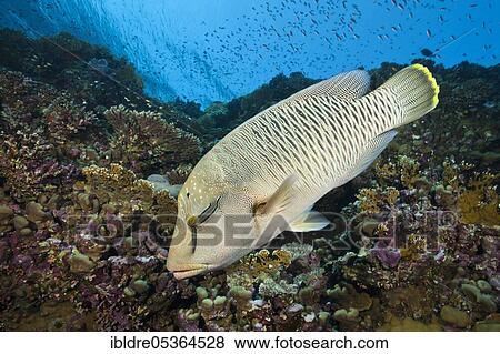 Juvenile Napoleon Humpback Wrasse (Cheilinus undulatus), Elphinstone, Red Sea, Egypt, Africa View Large Photo Image Stock Photo - Juvenile Napoleon Humpback Wrasse (Cheilinus undulatus), Elphinstone, Red Sea, Egypt, Africa. Fotosearch