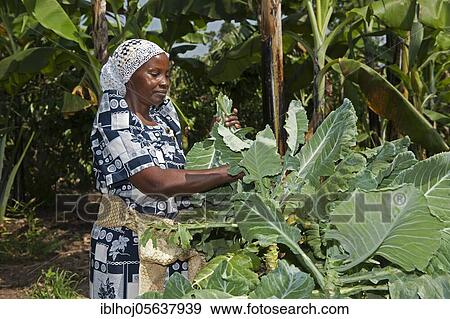 Kale (Brassica oleracea) crop, woman picking leaves from vegetable plot, Uganda, Africa View Large Photo Image Stock Photo - Kale (Brassica oleracea) crop, woman picking leaves from vegetable plot, Uganda, Africa. Fotosearch