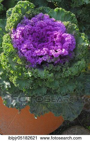 Stock Image - Kale ( Brassica oleracea var. acephala). Fotosearch