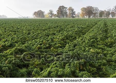 Kale on the (Brassica oleracea) acephala field, Lower Saxony, Germany, Europe View Large Photo Image Stock Image - Kale on the (Brassica oleracea) acephala field, Lower Saxony, Germany, Europe. Fotosearch
