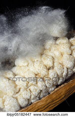 Kapok, opened seed capsule, fibres, kapok tree, Silk-cotton tree (Ceiba pentandra) (Bombacaceae) plant fibers, plant growths, tree silk View Large Photo Image Stock Photo - Kapok, opened seed capsule, fibres, kapok tree, Silk-cotton tree (Ceiba pentandra) (Bombacaceae) plant fibers, plant growths, tree silk. Fotosearch