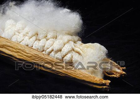 Kapok, opened seed capsule, fibres, kapok tree, Silk-cotton tree (Ceiba pentandra) (Bombacaceae) plant fibers, plant growths, tree silk View Large Photo Image Stock Photo - Kapok, opened seed capsule, fibres, kapok tree, Silk-cotton tree (Ceiba pentandra) (Bombacaceae) plant fibers, plant growths, tree silk. Fotosearch
