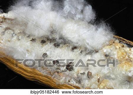 Kapok, opened seed capsule, fibres, kapok tree, Silk-cotton tree (Ceiba pentandra) (Bombacaceae) plant fibers, plant growths, tree silk View Large Photo Image Stock Photograph - Kapok, opened seed capsule, fibres, kapok tree, Silk-cotton tree (Ceiba pentandra) (Bombacaceae) plant fibers, plant growths, tree silk. Fotosearch
