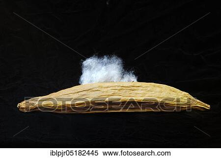 Stock Photography - Kapok, opened seed capsule, kapok tree, Silk-cotton tree (Ceiba pentandra), grew (Bombacaceae). Fotosearch