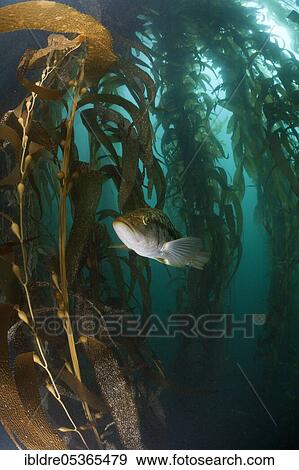 Kelp Bass (Paralabrax clathratus) in Kelp Forest, San Benito Island, Mexico, Central America View Large Photo Image Stock Photo - Kelp Bass (Paralabrax clathratus) in Kelp Forest, San Benito Island, Mexico, Central America. Fotosearch