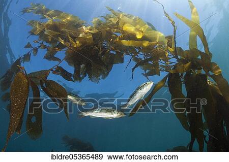 Kelp Bass (Paralabrax clathratus) in Kelp Forest, San Benito Island, Mexico, Central America View Large Photo Image Stock Photo - Kelp Bass (Paralabrax clathratus) in Kelp Forest, San Benito Island, Mexico, Central America. Fotosearch